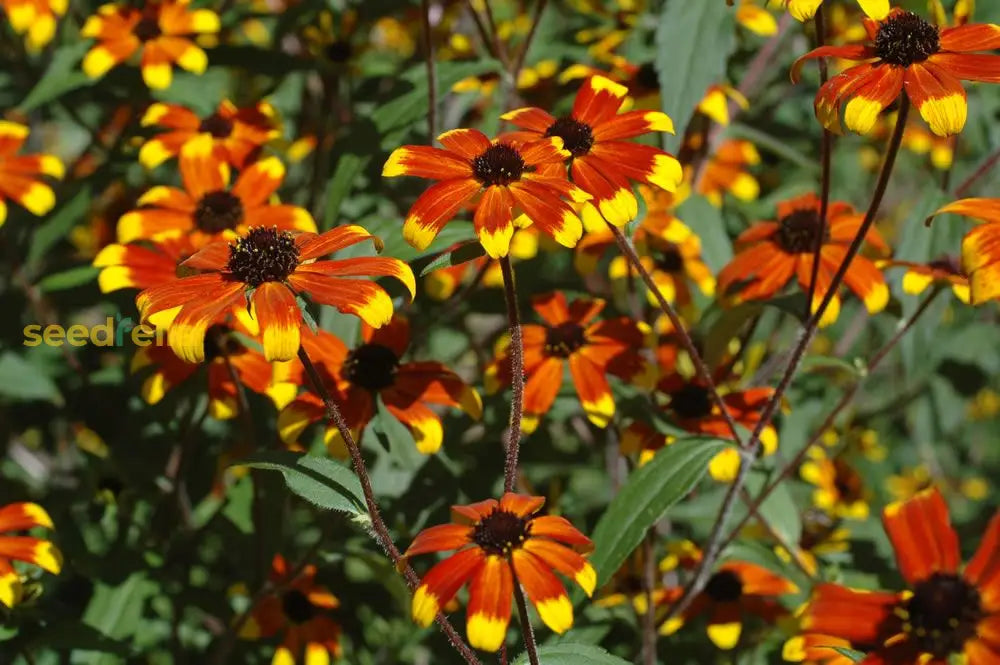 Rudbeckia Flower Seeds: Essential Planting Guide Seeds