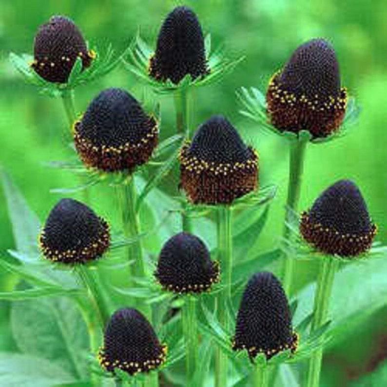 Western Coneflower (Rudbeckia occidentalis) Green Wizard Rayless Naked Chocolate Black Flower Herb Seeds