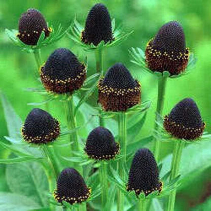 Western Coneflower (Rudbeckia occidentalis) Green Wizard Rayless Naked Chocolate Black Flower Herb Seeds