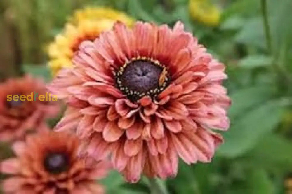 Rudbeckia Sahara Flower Seeds For Vibrant Garden Blooms