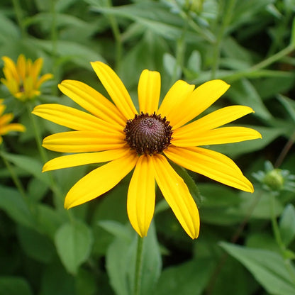 Susan Flower seeds for Planting, Hardy Variety Heirloom & GMO Free Seeds for Home Garden