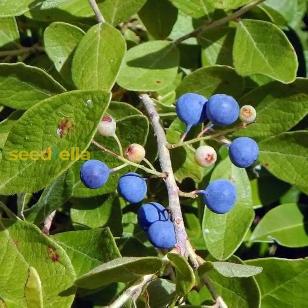 Rudraksha Fruit Planting Seeds Grow Your Own Sacred Tree heirloom non-gmo organic garden seeds