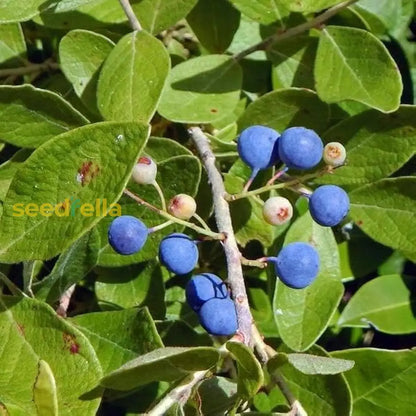 Rudraksha Fruit Planting Seeds Grow Your Own Sacred Tree heirloom non-gmo organic garden seeds