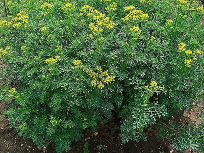 Rue Ruta graveolens Herb Plant Seeds