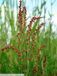 Sheep Sorrel (Rumex acetosella) - 100 Red Field Sorrel Sour Weed Herb Flower Seeds