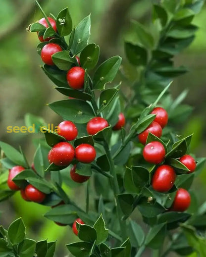 Ruscus Fruit Seeds for Planting: Grow Your Own Unique Berries!