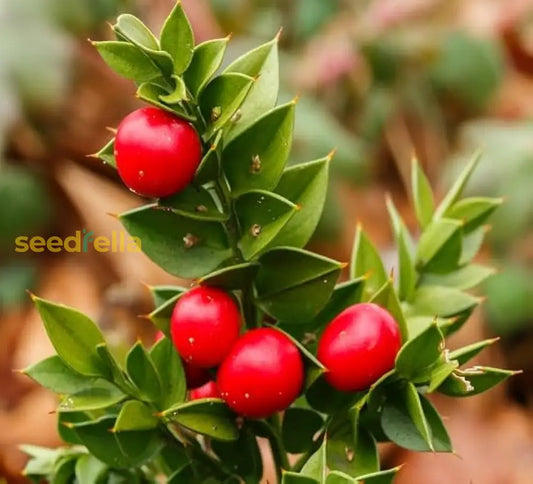 Ruscus Fruit Seeds For Planting: Grow Your Own Unique Berries! heirloom non-gmo organic garden seeds