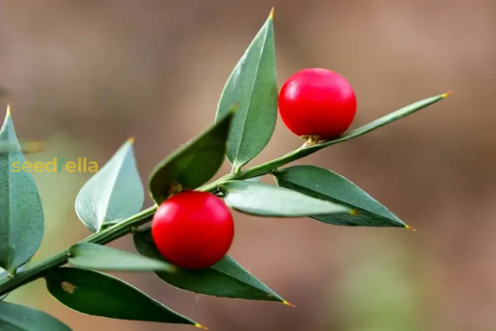 Ruscus Fruit Seeds for Planting: Grow Your Own Unique Berries!