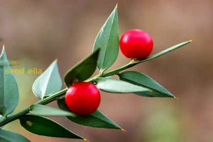 Ruscus Fruit Seeds for Planting: Grow Your Own Unique Berries!