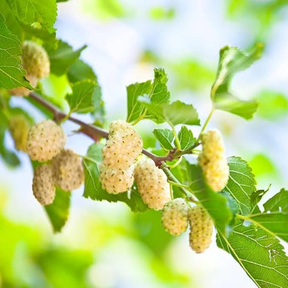 Russian Mulberry (Morus alba) Seeds