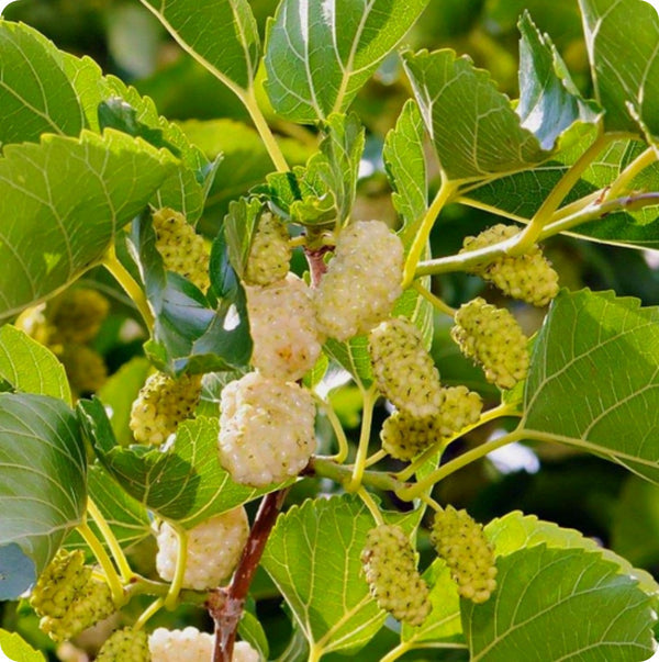 Russian Mulberry Morus Alba Seeds heirloom non-gmo organic garden seeds