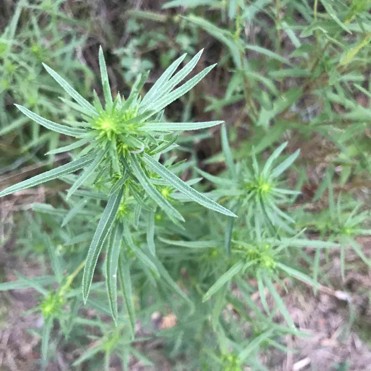 Russian Tarragon Herb Seeds