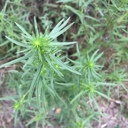Russian Tarragon Herb Seeds
