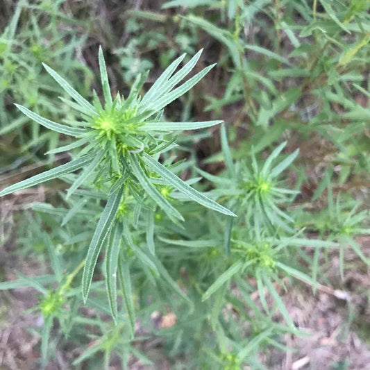 Russian Tarragon Herb Seeds