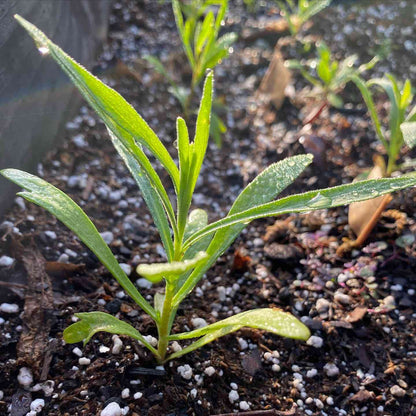 Russian Tarragon Herb Seeds