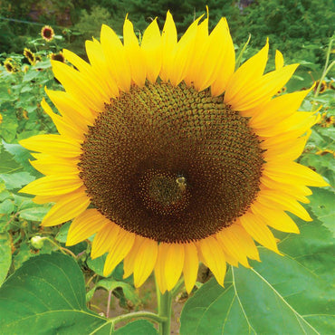 Russian Mammoth Sun flower Seeds