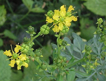 Rue Ruta graveolens Herb Plant Seeds