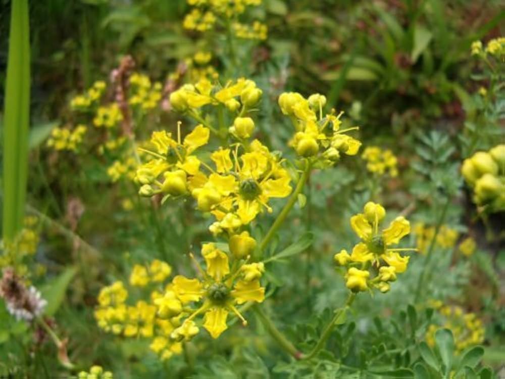 Yellow Rue (Ruta graveolens) - 50 Herb of Grace, Fragrant Evergreen Flower Seeds