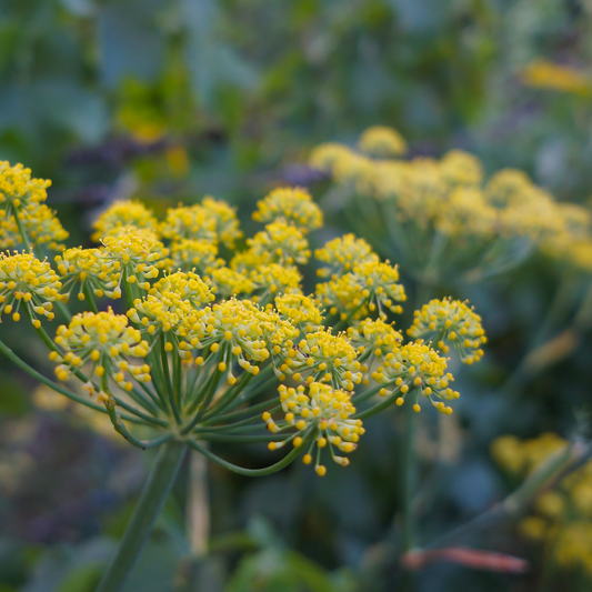 Common Fennel Herb Seeds