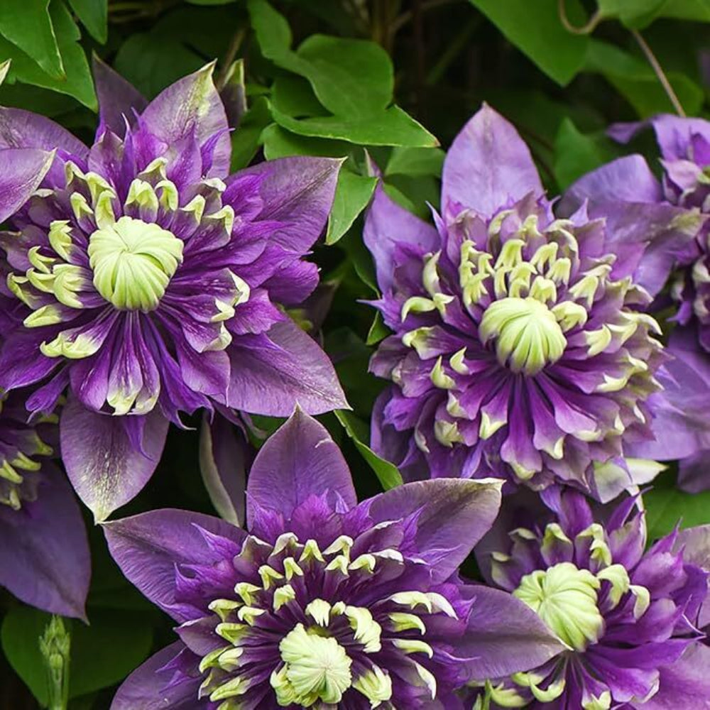 Clematis Double Dark Purple Flower Seeds
