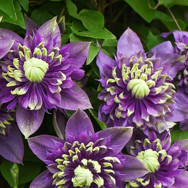 Clematis Double Dark Purple Flower Seeds