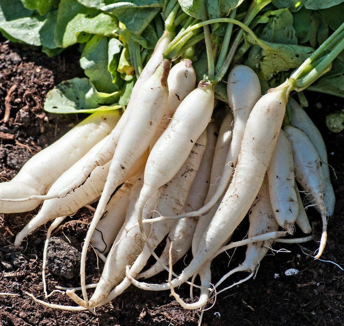 Daikon Radish  Vegetable Seeds