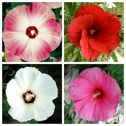Dinner Plate Hibiscus Flower Seeds