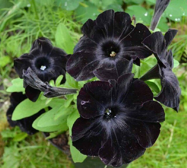 Black Petunia Flower Seeds