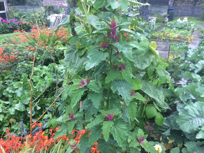 Tree Spinach Vegetable  Seeds