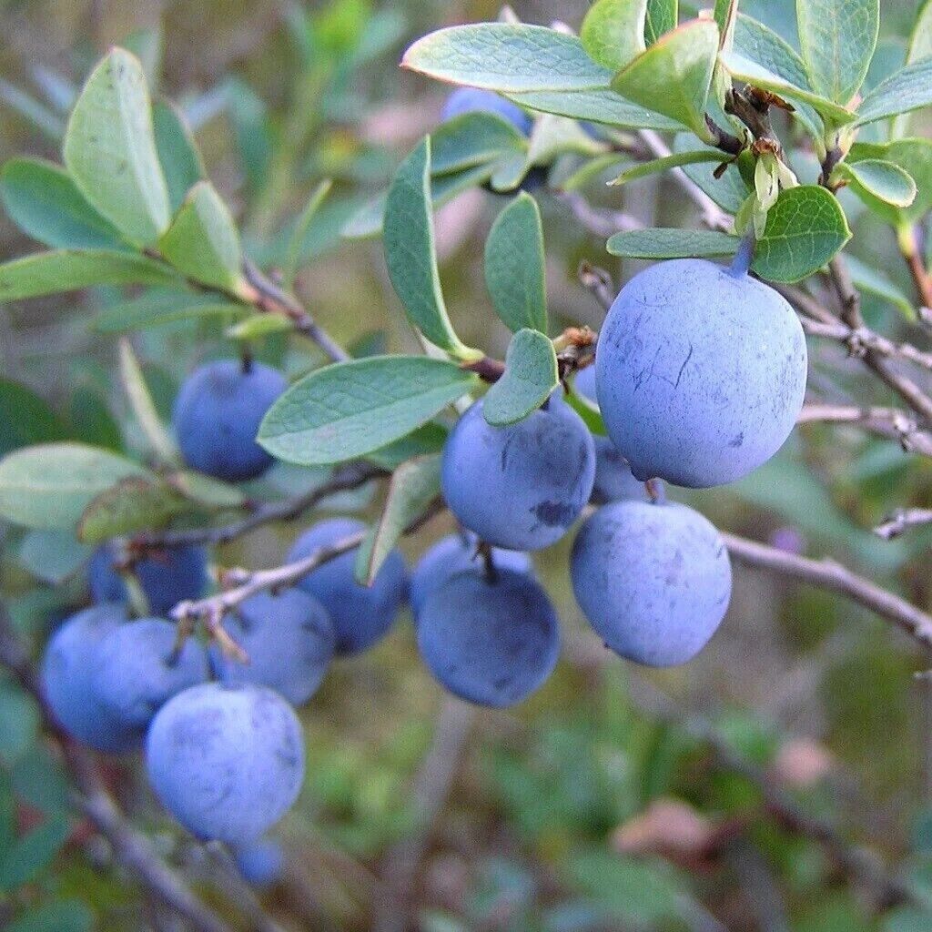 Blueberry Fruit  Seeds