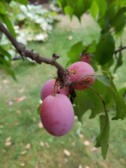 American Wild Plum Fruit  Seeds