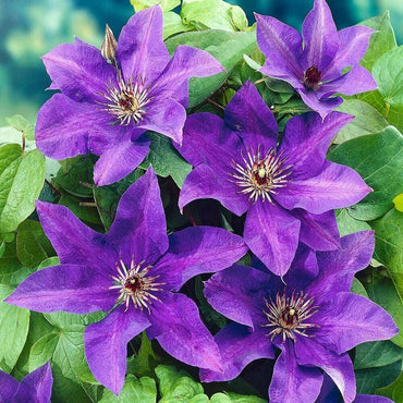 Purple Green Clematis Flower Seeds