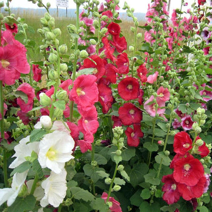 Hollyhock Giant Danish Mix Rare  Flowers Seeds
