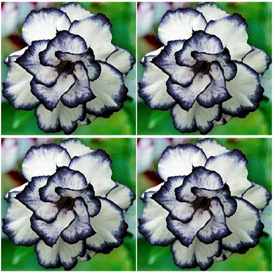 Schwarz-weiße Wüstenrose Blumensamen