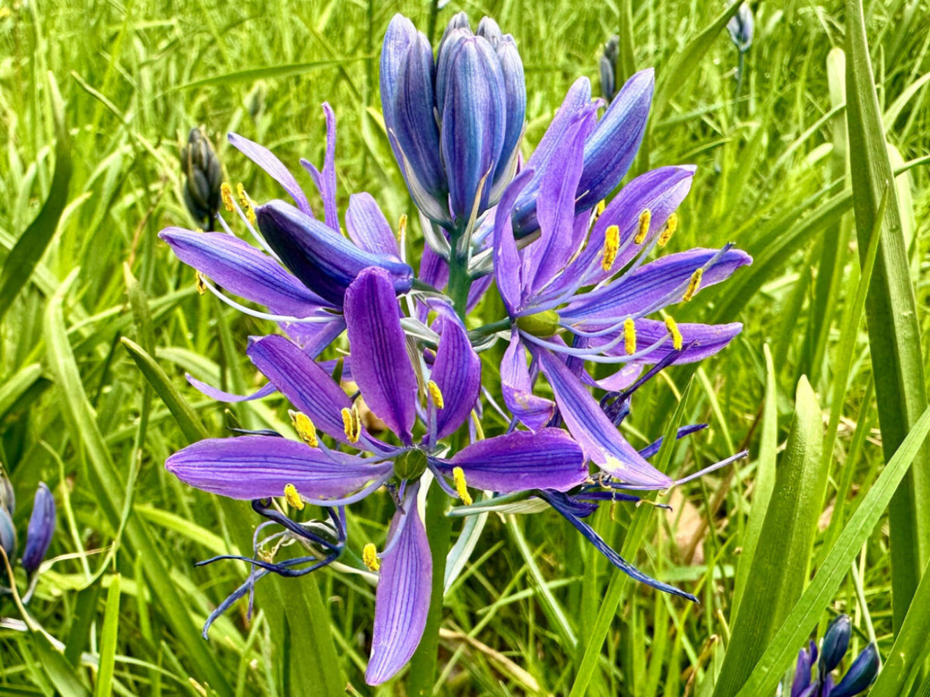 Camassia Quamash Flower Seeds
