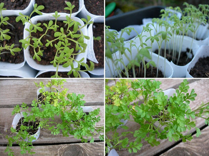Garden Cress Herb Seeds