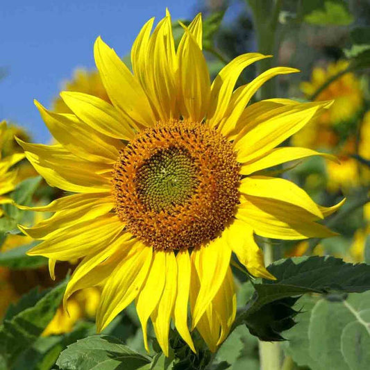 Sunflowers 'Sunzilla Giant' Seeds