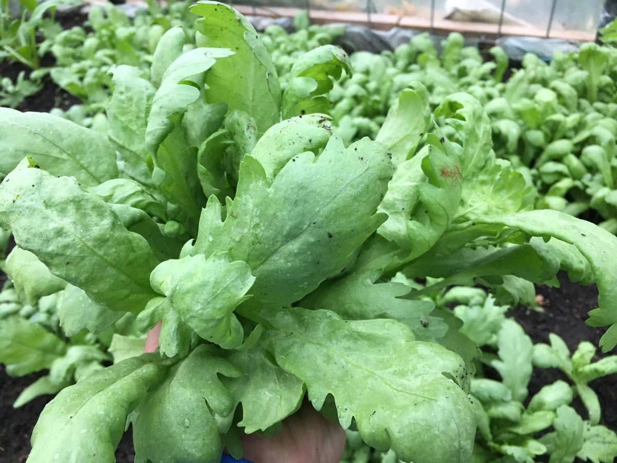 Tong Ho (Edible Chrysanthemum) Vegetable Seeds