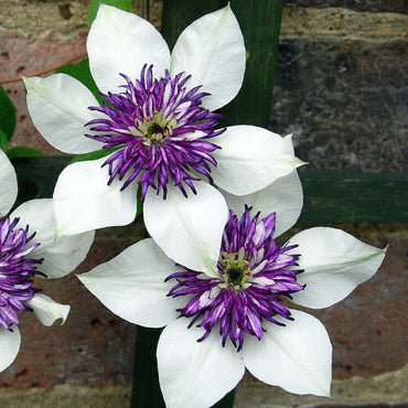 White and Purple Clematis Flower Seeds