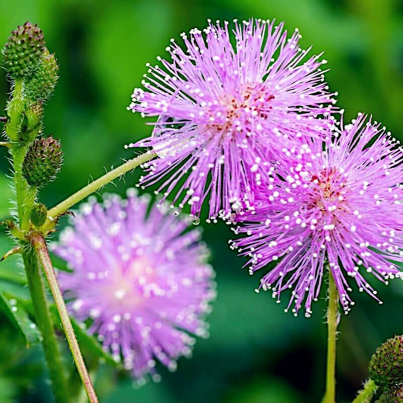 Purple Mimosa Pudica Flower seeds for Planting Cut Flower Favorite Heirloom & GMO Free Seeds for Home Garden 
 
 Sale