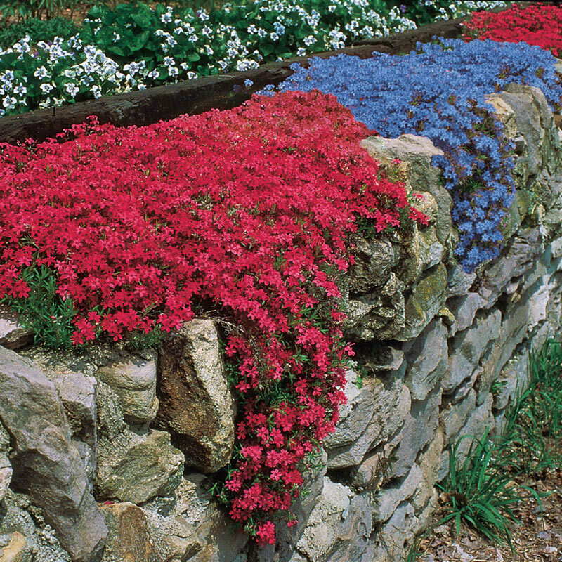 Rainbow Creeping Thyme Herb Seeds