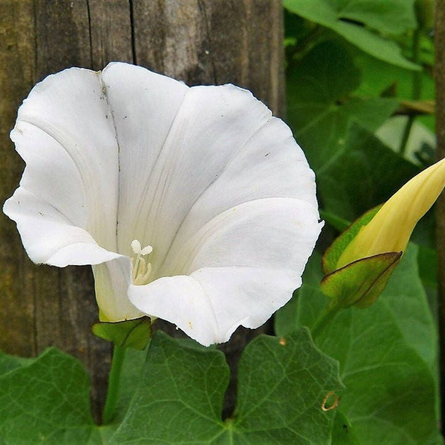 White Morning Glory Flower Seeds