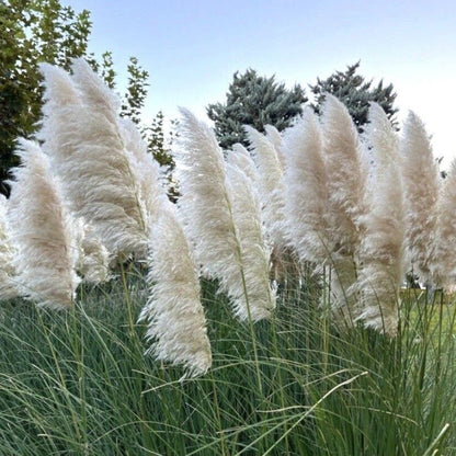 White Pampas Grass Flower Seeds (Cortaderia selloana)