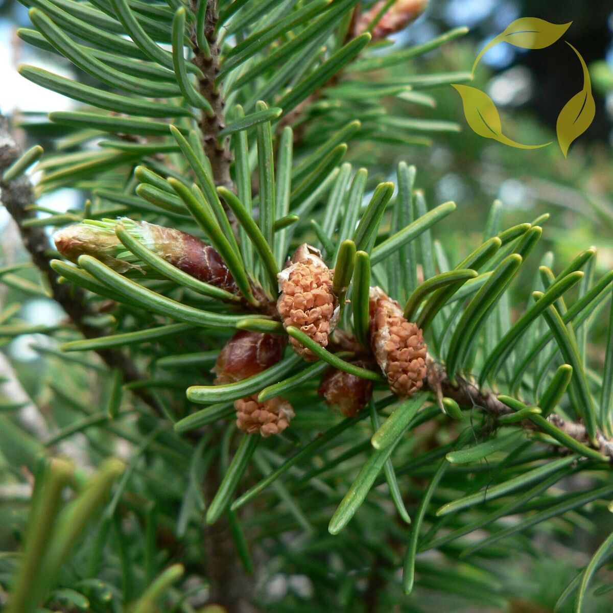Douglas Fir Herb Seeds