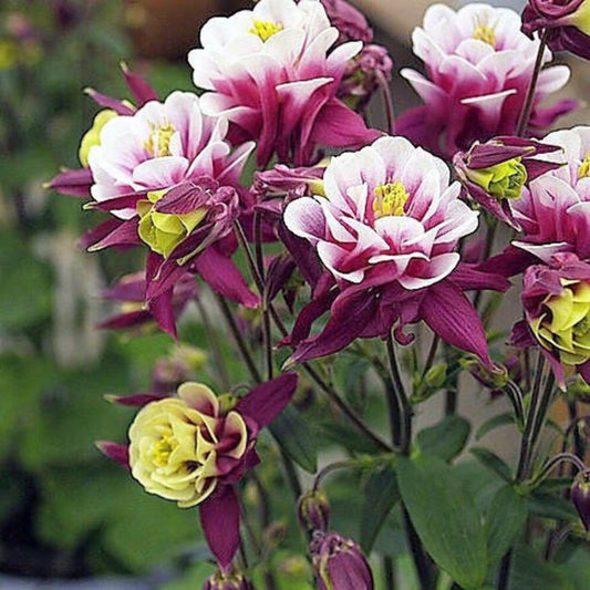 Winky Double Rose Columbine Flower Seeds