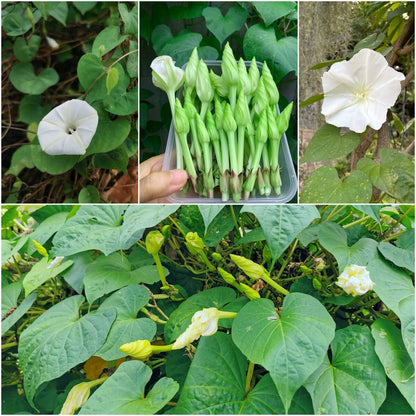 Fragrant White Moon flower Seeds