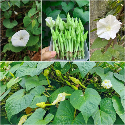Fragrant White Moon flower Seeds