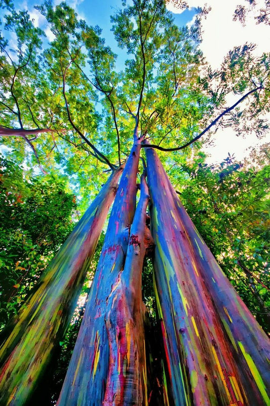 Semi di albero di eucalipto arcobaleno