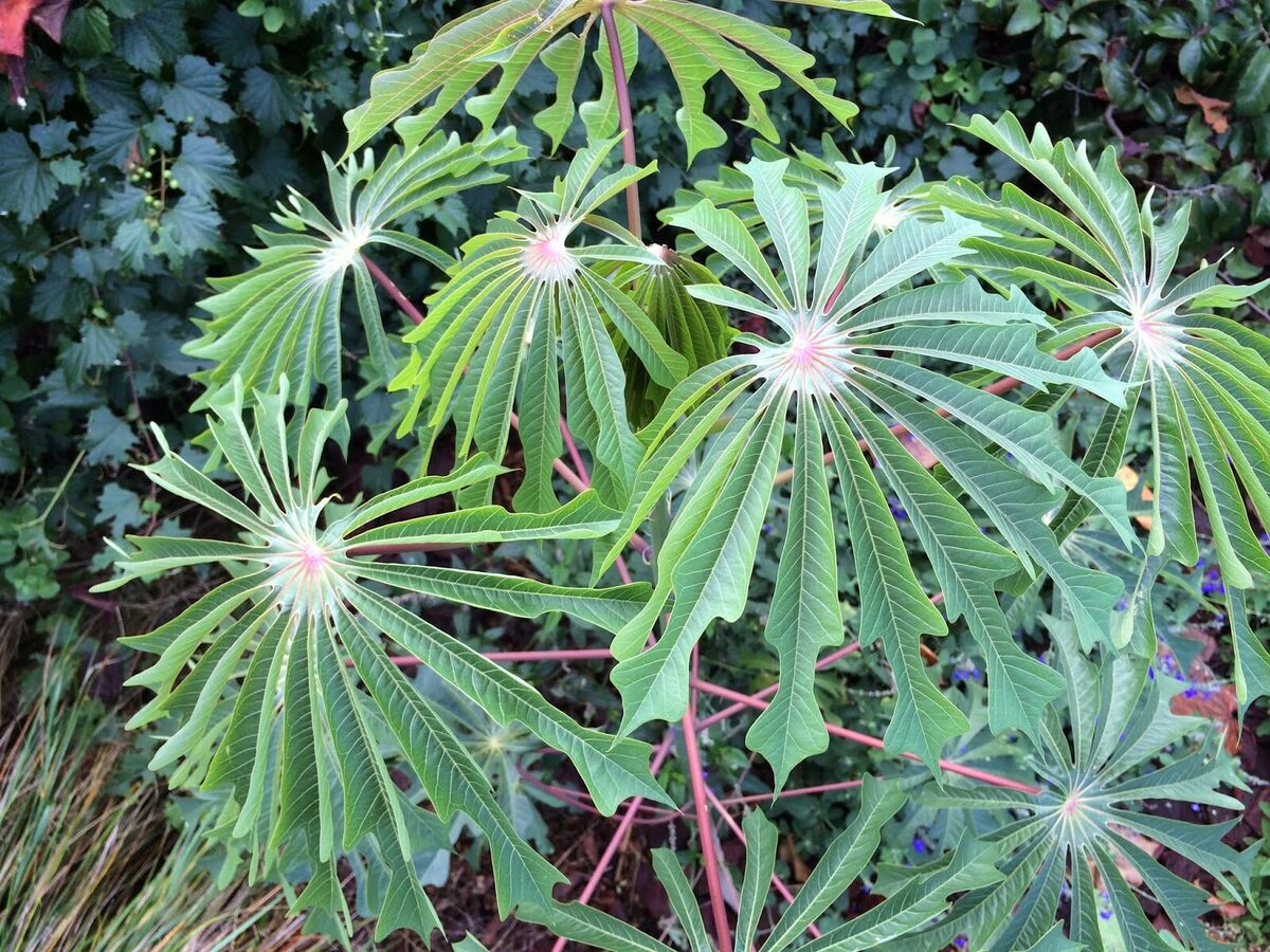 Manihot Dulcis Shrub Seeds
