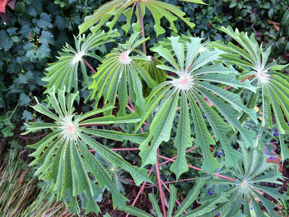 Manihot Dulcis Shrub Seeds